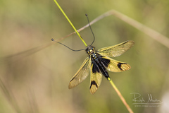 Libelloides longicornis
