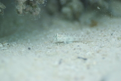 Gnatholepis anjerensis