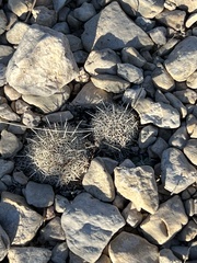 Coryphantha echinus