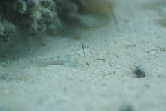 Gnatholepis anjerensis