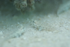 Gnatholepis anjerensis