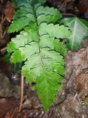 Dryopteris carthusiana