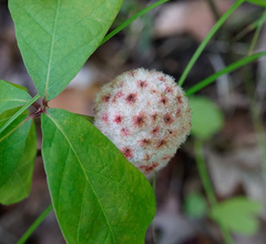 Callirhytis seminator