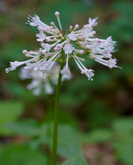 Valeriana pauciflora