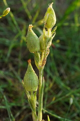 Silene conica