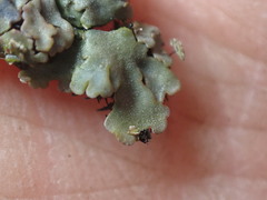 Physconia perisidiosa