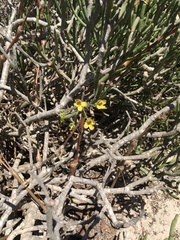 Pelargonium gibbosum