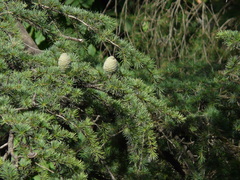 Himalaya-Zeder (Cedrus deodara): Herkunft und Verwendung — Foto 3