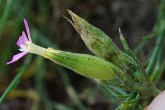 Silene conica