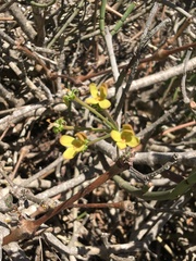 Pelargonium gibbosum