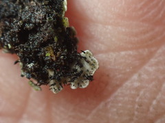 Physconia perisidiosa