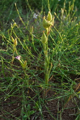 Silene conica