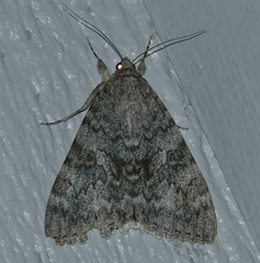 Catocala californica