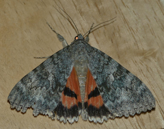 Catocala californica