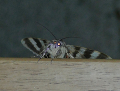 Catocala californica