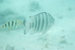 Abudefduf septemfasciatus