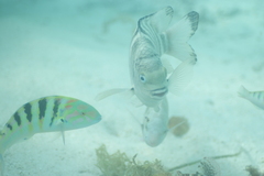 Abudefduf septemfasciatus