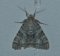 Catocala californica