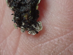 Physconia perisidiosa