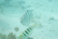 Abudefduf septemfasciatus