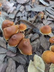 Hypholoma marginatum