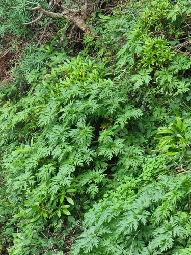 Geranium maderense