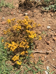 Oncosiphon suffruticosus