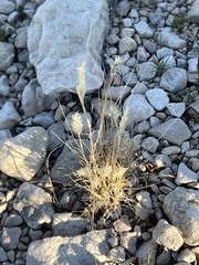 Enneapogon desvauxii