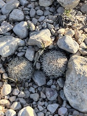 Coryphantha echinus