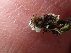 Physconia perisidiosa