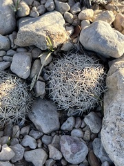 Coryphantha echinus