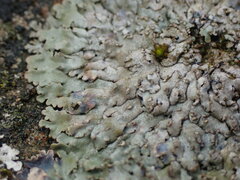 Physconia perisidiosa