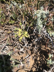 Pelargonium gibbosum