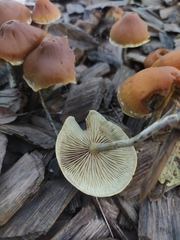 Hypholoma marginatum
