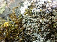 Physconia perisidiosa