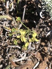Pelargonium gibbosum