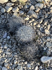 Coryphantha echinus