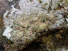 Physconia perisidiosa