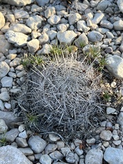 Coryphantha echinus