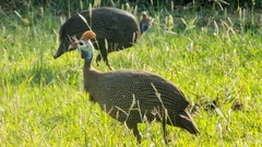 Numida meleagris coronatus