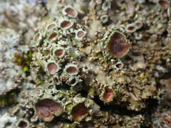 Physconia perisidiosa