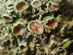 Physconia perisidiosa