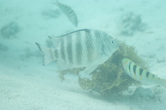 Abudefduf septemfasciatus