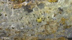 Amaurodon