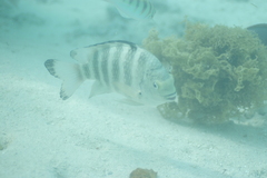 Abudefduf septemfasciatus