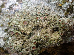 Physconia perisidiosa