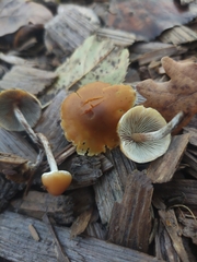 Hypholoma marginatum