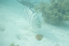 Abudefduf septemfasciatus