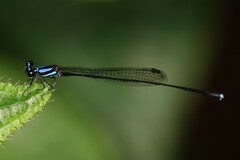 Prodasineura collaris