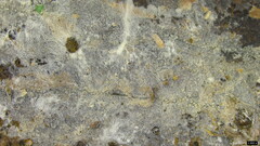Amaurodon
